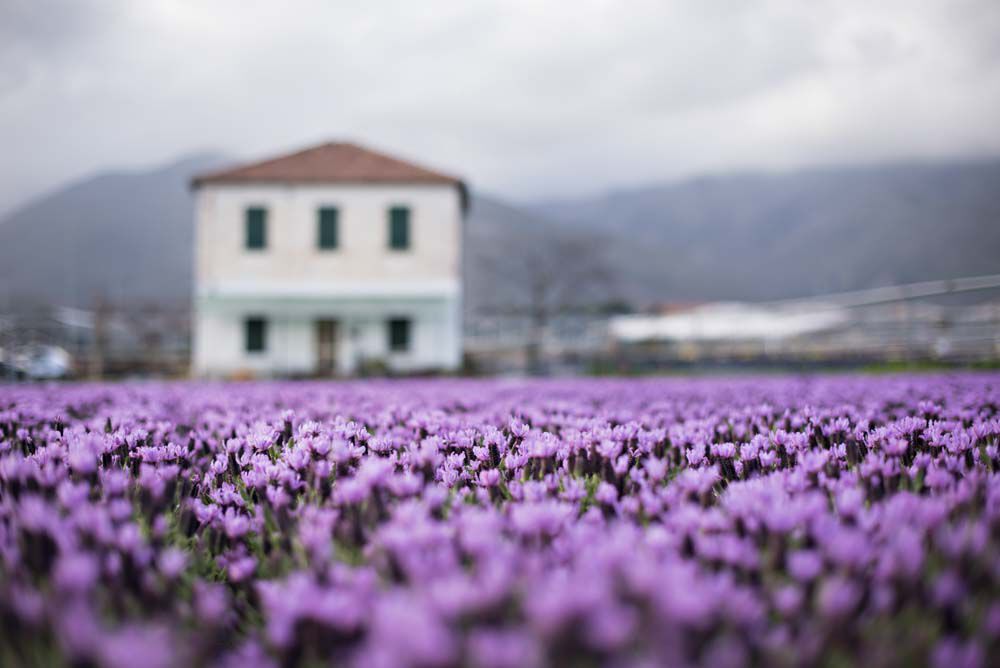 Lavendel produksjon i Italia